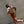A shirtless man running in orange athletic shorts and a black cap, captured with motion blur against a gray concrete background.